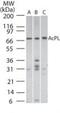 Interleukin 18 Receptor Accessory Protein antibody, PA1-41323, Invitrogen Antibodies, Western Blot image 