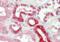 Prosurfactant Protein C antibody, orb314440, Biorbyt, Immunohistochemistry paraffin image 