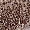 Ribosomal RNA Processing 36 antibody, NBP1-86758, Novus Biologicals, Immunohistochemistry paraffin image 