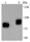 B-Raf Proto-Oncogene, Serine/Threonine Kinase antibody, A00075T401, Boster Biological Technology, Western Blot image 
