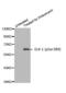 ETS Transcription Factor ELK1 antibody, AHP2600, Bio-Rad (formerly AbD Serotec) , Western Blot image 