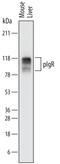 Polymeric Immunoglobulin Receptor antibody, PA5-47402, Invitrogen Antibodies, Western Blot image 