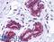 Coiled-Coil Domain Containing 106 antibody, LS-B5314, Lifespan Biosciences, Immunohistochemistry paraffin image 