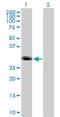 Forkhead Box I1 antibody, H00002299-B02P, Novus Biologicals, Western Blot image 