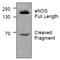 Nitric Oxide Synthase 3 antibody, AP31282PU-N, Origene, Western Blot image 