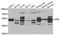 Interferon Regulatory Factor 6 antibody, A6246, ABclonal Technology, Western Blot image 