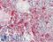 Sushi Domain Containing 3 antibody, LS-B13100, Lifespan Biosciences, Immunohistochemistry paraffin image 