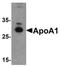 Apolipoprotein A1 antibody, orb75598, Biorbyt, Western Blot image 