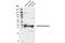 Serine Racemase antibody, 29798S, Cell Signaling Technology, Western Blot image 