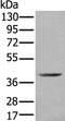 WD Repeat And FYVE Domain Containing 2 antibody, PA5-67604, Invitrogen Antibodies, Western Blot image 