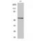 CDC Like Kinase 1 antibody, LS-C382760, Lifespan Biosciences, Western Blot image 