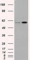 Lipase G, Endothelial Type antibody, CF501047, Origene, Western Blot image 