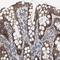 Mitochondrial Trans-2-Enoyl-CoA Reductase antibody, HPA022018, Atlas Antibodies, Immunohistochemistry frozen image 