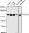 Collectin Subfamily Member 12 antibody, A07213, Boster Biological Technology, Western Blot image 
