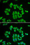 Glutathione S-Transferase Mu 2 antibody, 15-023, ProSci, Immunofluorescence image 