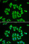 Glutathione S-transferase Mu 2 antibody, 15-023, ProSci, Immunofluorescence image 