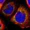 Thioredoxin, mitochondrial antibody, NBP1-92499, Novus Biologicals, Immunofluorescence image 