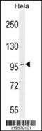 Vesicle-docking protein SEC34 homolog antibody, 55-861, ProSci, Western Blot image 