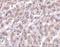 HtrA Serine Peptidase 2 antibody, A01941, Boster Biological Technology, Immunohistochemistry frozen image 
