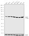 FKBP Prolyl Isomerase 5 antibody, 702260, Invitrogen Antibodies, Western Blot image 