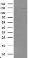 Ubiquitin Specific Peptidase 36 antibody, TA800095S, Origene, Western Blot image 