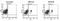 Interleukin 3 Receptor Subunit Alpha antibody, DDX0300P-100, Novus Biologicals, Flow Cytometry image 