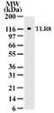 Toll Like Receptor 8 antibody, 49-799, ProSci, Western Blot image 