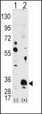 Pim-1 Proto-Oncogene, Serine/Threonine Kinase antibody, PA5-15124, Invitrogen Antibodies, Western Blot image 