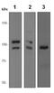 p120 catenin antibody, ab92514, Abcam, Western Blot image 