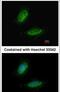 Uridine Monophosphate Synthetase antibody, PA5-30203, Invitrogen Antibodies, Immunofluorescence image 