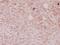 DEF1 antibody, A10546S52, Boster Biological Technology, Immunohistochemistry paraffin image 