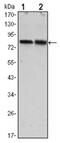 CREB Regulated Transcription Coactivator 2 antibody, AM06534SU-N, Origene, Western Blot image 