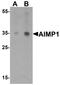 Aminoacyl TRNA Synthetase Complex Interacting Multifunctional Protein 1 antibody, LS-B10138, Lifespan Biosciences, Western Blot image 