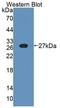 Interleukin 18 antibody, LS-C720358, Lifespan Biosciences, Western Blot image 