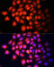 Insulin Like Growth Factor 2 antibody, 15-317, ProSci, Immunofluorescence image 