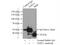 NudE Neurodevelopment Protein 1 Like 1 antibody, 17262-1-AP, Proteintech Group, Immunoprecipitation image 