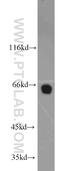 Nucleoporin 62 antibody, 13916-1-AP, Proteintech Group, Western Blot image 