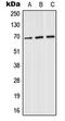 Pre-mRNA-splicing factor SLU7 antibody, LS-C353262, Lifespan Biosciences, Western Blot image 