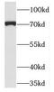 Protocadherin Beta 5 antibody, FNab06203, FineTest, Western Blot image 