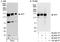 Bcl-2-associated transcription factor 1 antibody, A300-610A, Bethyl Labs, Immunoprecipitation image 