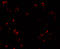 Tripartite Motif Containing 24 antibody, 7383, ProSci, Immunofluorescence image 
