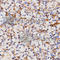 Carbonic Anhydrase 4 antibody, A2677, ABclonal Technology, Immunohistochemistry paraffin image 