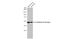 Endothelin Receptor Type B antibody, GTX100357, GeneTex, Western Blot image 