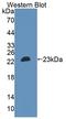 Megakaryocyte-Associated Tyrosine Kinase antibody, LS-C374616, Lifespan Biosciences, Western Blot image 