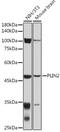 Perilipin 2 antibody, GTX54569, GeneTex, Western Blot image 