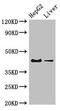 G Protein-Coupled Estrogen Receptor 1 antibody, LS-C678123, Lifespan Biosciences, Western Blot image 