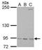 Ribonucleotide Reductase Catalytic Subunit M1 antibody, PA5-27263, Invitrogen Antibodies, Western Blot image 