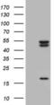 Casein Kinase 1 Epsilon antibody, LS-C338880, Lifespan Biosciences, Western Blot image 