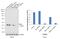 Mitogen-Activated Protein Kinase 1 antibody, PA5-29636, Invitrogen Antibodies, Western Blot image 