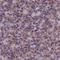 Citrate Synthase antibody, NBP2-13878, Novus Biologicals, Immunohistochemistry paraffin image 